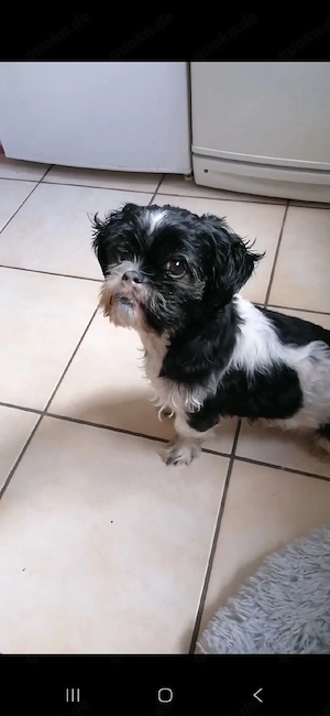 Hund gesucht 
