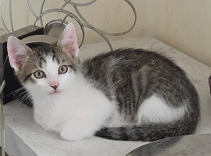 Katzen Babys Kitten 