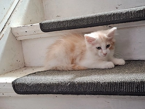 Main Coon Kitten 