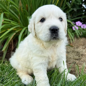 Golden retriever 