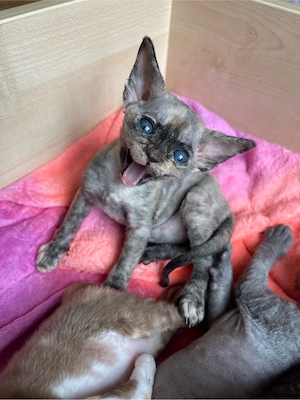 devon rex Mädchen , FIFE Stammbaum 