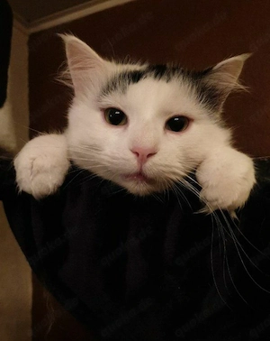 Lieber schmuse Kater sucht neues Zuhause