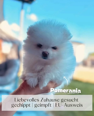 Zwergspitz Pomeranian Welpen