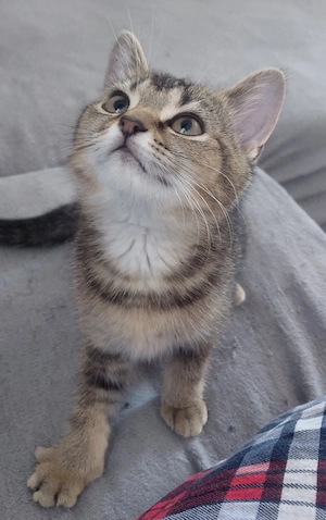 BKH-Kitten suchen ein liebevolles Zuhause