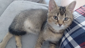 BKH Kitten Golden Tabby   sofort abgabebereit Bild 3