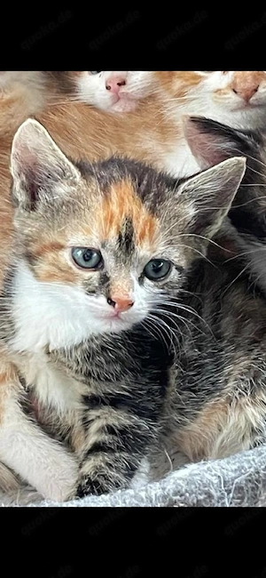 Katzenbabys   Kitten suchen ab sofort ein Zuhause bkh ekh