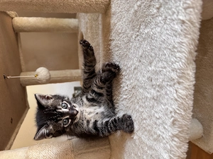 Charcoal bengal kitten