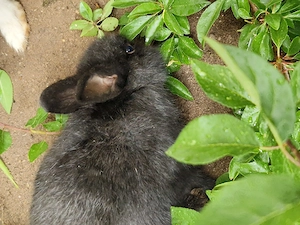 Zergkaninchen