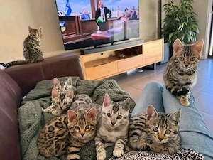 Bezaubernde Bengal Kätzchen ab dem 10.07.2026 abzugeben