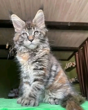 Typische Maine-Coon-Kätzchen