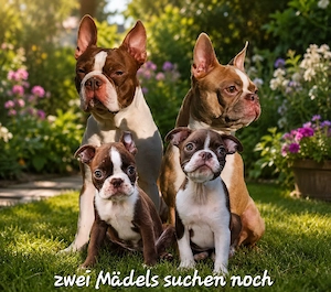 Boston Terrier Welpen Hündin 