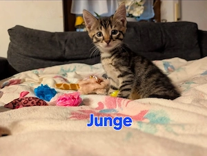 süße Bengal Mix Kitten 
