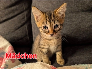 süße Rasse Mix Kitten abgabebereit 