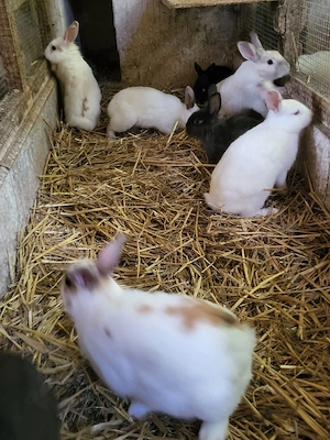 Männliche Zwergkaninchen 5 Monate alt zu verkaufen 