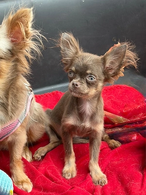Zarte Chihuahua Welpen 