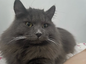 Reinrassiger Deckkater (kein Verkauf)
