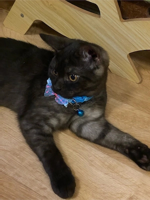BHK Kitten