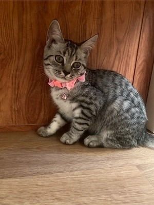 BKH Kitten