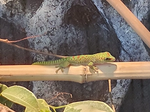 Madagaskar Taggecko 