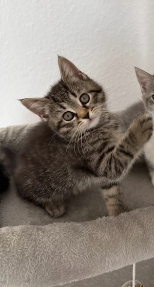 BKH Kitten