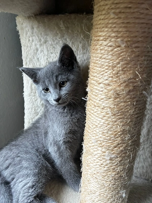 Russisch Blau Kitten Weibchen 