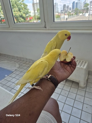 Halsbandsittich Pärchen  zahm
