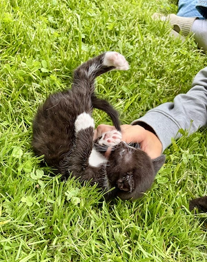 BKH   EKH Kitten suchen ab sofort ein Zuhause