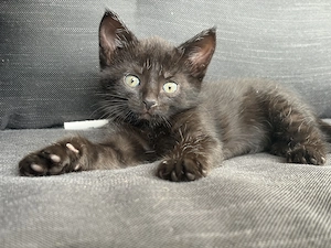 BKH Mix Kitten abzugeben 