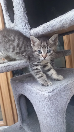 Katzenbabys zwei Kater noch da 