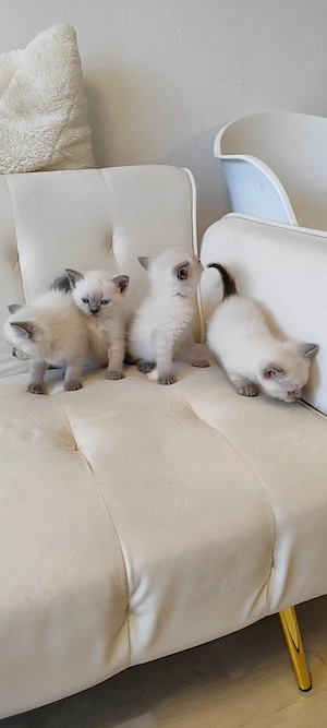 BKH-Siam-Mix-Kitten