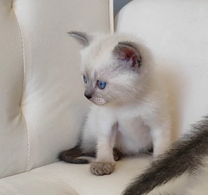 BKH-Siam-Mix-Kitten