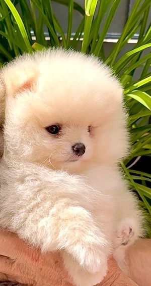 Zwergspitz pomeranian welpen mit Stammbaum