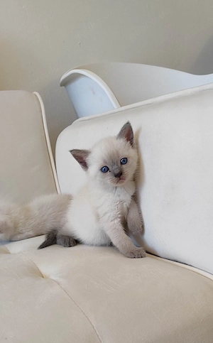 BKH-Siam-Mix-Kitten abgabebereit
