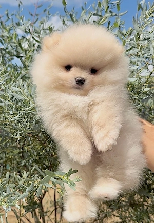 Zwergspitz pomeranian welpen mit Stammbaum