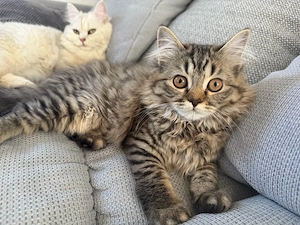 Britisch Kurzhaar Kitten 