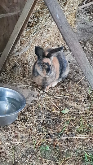 Stallhase Kaninchen  Bild 3