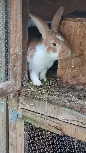 Stallhase Kaninchen  Bild 2