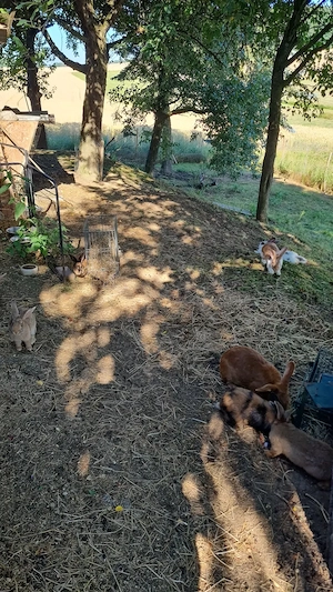 Stallhase Kaninchen  Bild 5