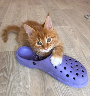 Wunderschöne Maine Coon Kätzchen suchen ein liebevolles Zuhause   