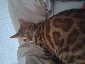 Bengal Kater sucht Zuhause