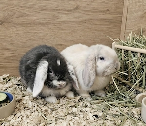 Zwergkaninchen Zwergwidder Schlappohren Kaninchen Mini Lop 