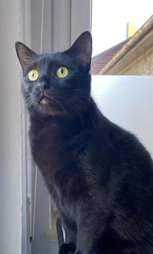 Haus garten katze