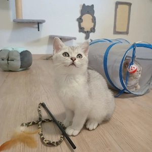 Abgabebereit,BKH Kitten 
