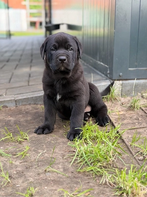Wunderschöne Rottweiler Cane Corso Welpen