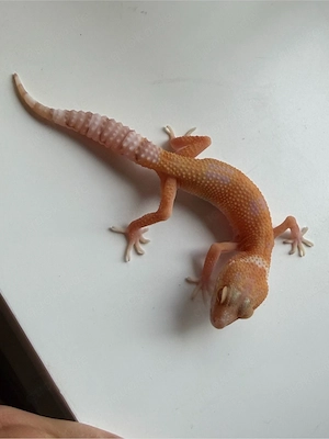 0.0.4 Leopardgecko Stonedevil x Stonewash Bell