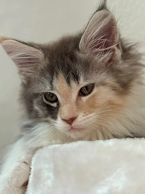 Reinrassiges Maine Coon Mädchen | 3 Monate | geimpft & entwurmt | mit Impfpass