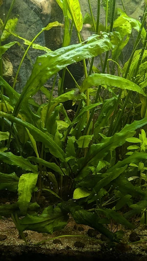 Wasserpflanzen 