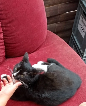 Schwarzer Kater zu verkaufen 