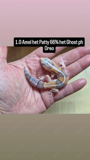 Hemitheconyx caudicinctus - AFT Gecko - Zuchtaufgabe