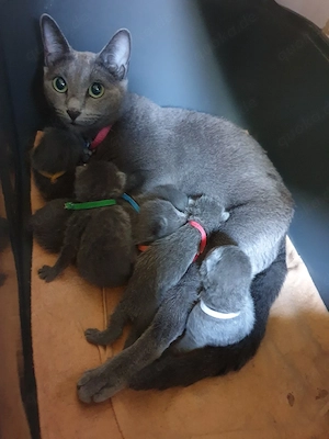 Kitten Russisch Blau reinrassige 